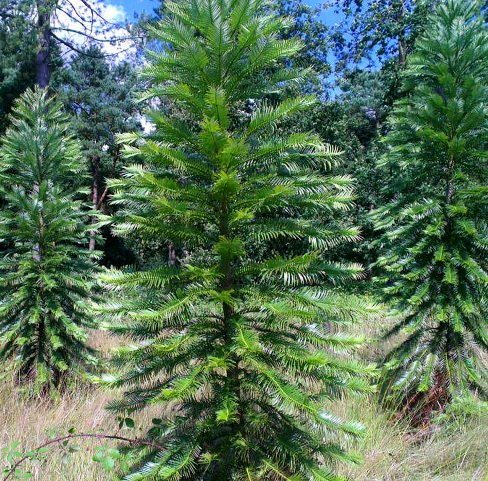 WOLLEMI PINE